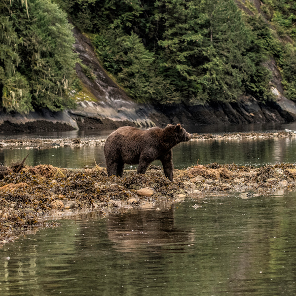 Bear in nature