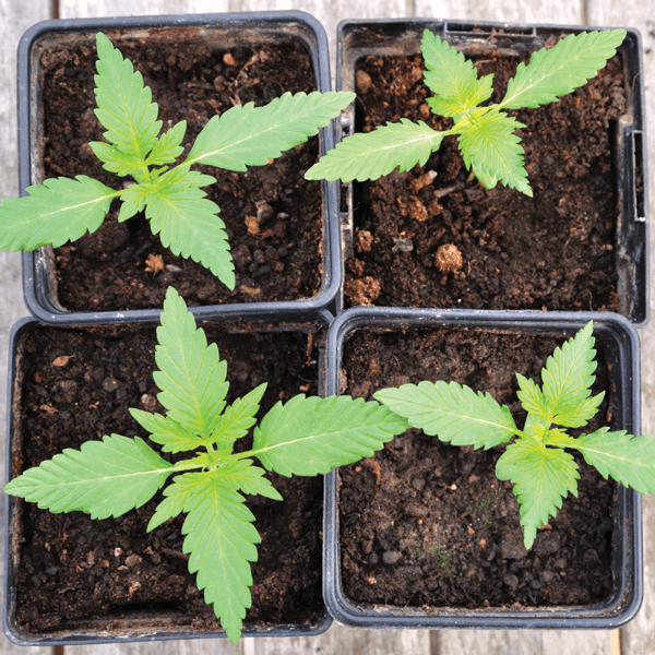 cannabis plant seedlings